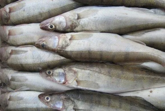 фотография продукта Речная рыба. Судак, Кефаль, Сазан и.д.
